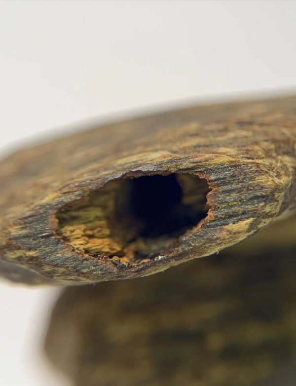 ‌你知道虫漏沉香功效和作用吗？