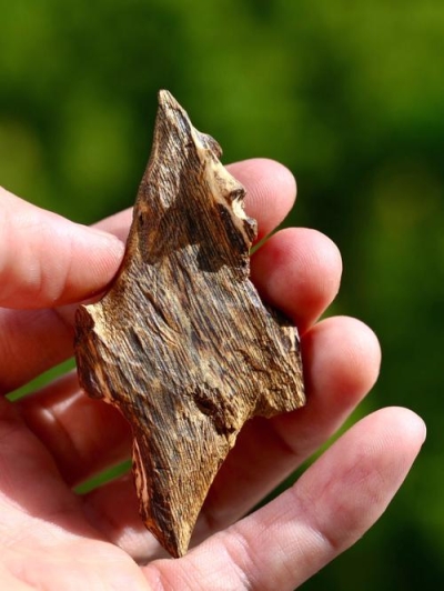 ‌你知道中国哪里的沉香好吗？