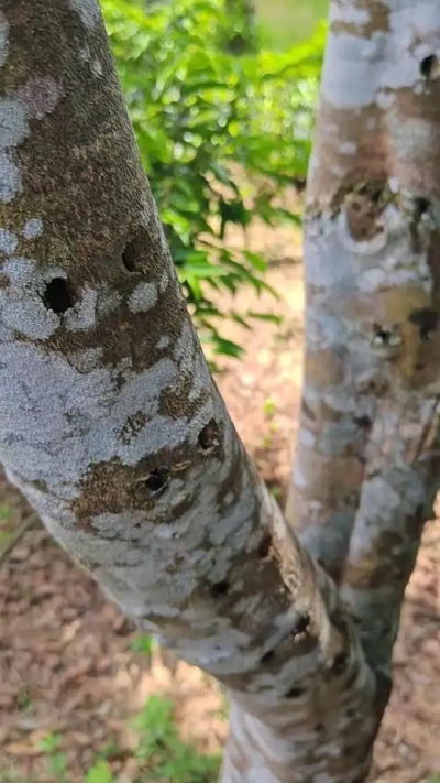 ‌奇楠沉香北方可以种植吗？